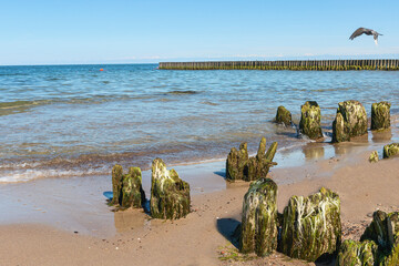 old logs overgrown with algae, a breakwater destroyed by time on the sandy beach of the Baltic Sea. Kaliningrad. Russia - 584420983