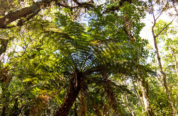 Beautiful landscape of Campos do Jordão park in São Paulo, Brazil.