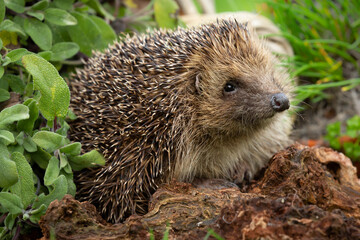 Hedgehog in garden, wild, free roaming native hedgehog, taken from a wildlife garden hide to monitor health and numbers of this favourite but declining species.  copy space