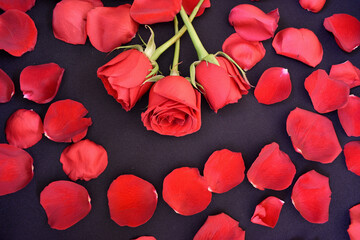 rosas rojas con pétalos frescos al rededor sobre fondo negro 
