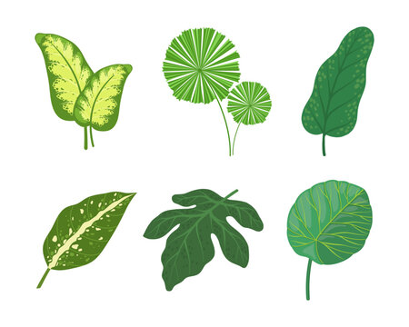 Tropical Leaf on Stem as Exotic Flora Vector Illustration Set