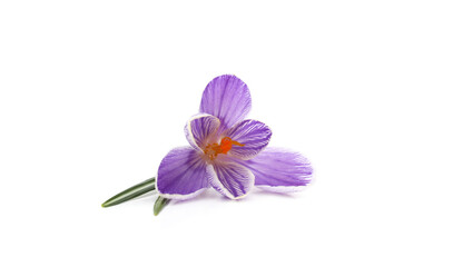 Obraz premium One blue crocus.