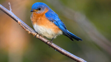 Eastern Bluebird (Sialia sialis) puffed feathers on a tree perch with green bokeh forest background.