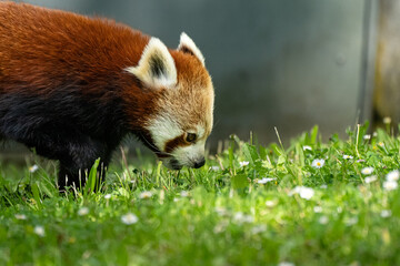 Roter Panda schnüffelt am Gras 