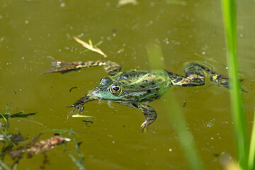 Ein Frosch im Wasser 