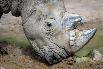 Obraz premium Nashorn im Detail 