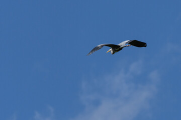 Graureiher im Flug 
