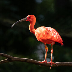 Roter Sichler auf einem Ast 