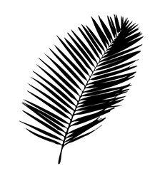 Palm Leaf Silhouette. Vector Illustration