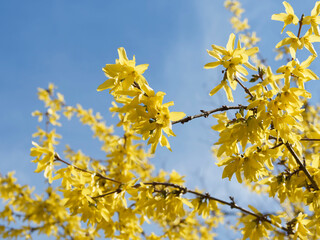 Forsythia intermedia or border forsythia, ornamental shrub with profuse beautiful bright yellow flower on arching branches with leaves appearing after flowering
