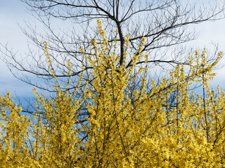 Border forsythia, beautiful ornamental shrub with bright yellow flowering that announces the...