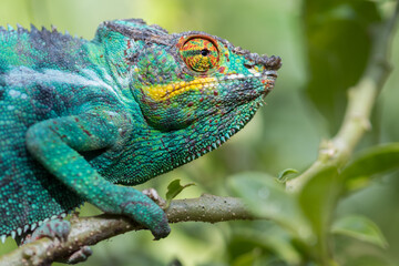 Panther chameleon (Furcifer pardalis), close to Andasibe Mantadia National Park, Madagascar Wildlife, Africa.