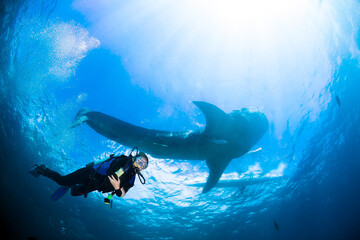 Woman scuba diver and whale shark.