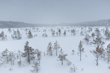 Vegetation in harsh winter conditions. Wild snowy area.