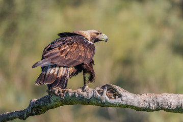 spanish imperial eagle perched on a trunk with out of focus background early morning