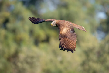 black kite in flight with unfocused background