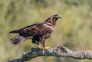 spanish imperial eagle perched on a trunk with out of focus background early morning