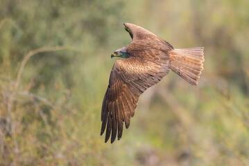 black kite in flight with unfocused background