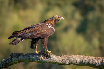 spanish imperial eagle perched on a trunk with out of focus background early morning