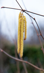 Buds on hazelnuts. Nature background