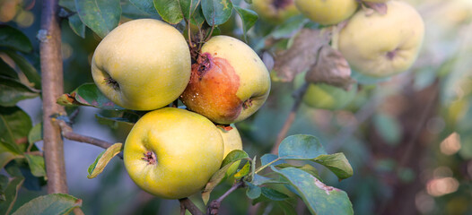 Rotten and healthy apples on a branch