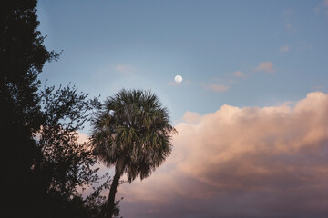 Florida palm tree in the moonlight