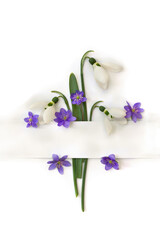 White snowdrops ( Galanthus nivalis ), blue flowers hepatica,  and white paper card note with space for text on a white background. Top view, flat lay. Spring flowers