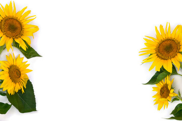 Yellow flowers sunflower ( Helianthus annuus ) with leaves on white background with space for text....