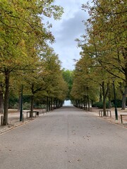 Route bordée d'arbres en symétrie