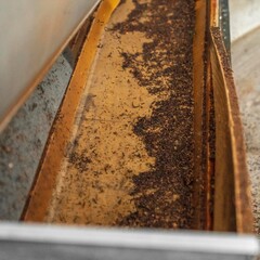 Teeplantage in der Nähe von São Brás