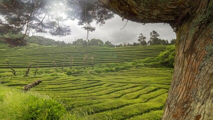 Teeplantage in der Nähe von São Brás auf der Azoren Insel São Miguel, Portugal