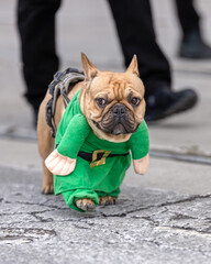 Happy French Bulldog wearing a festive green Leprechaun costume walking down a street in a St Patrick's Day parade