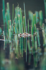 Kröten bei der Paarung