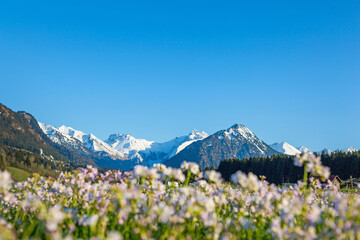 Allg&auml;u - Fr&uuml;hling - Berge - Alpen - Blumen - Schnee