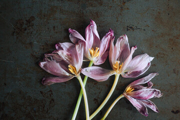 pink and white faded tulip flowers on a rustic metal background