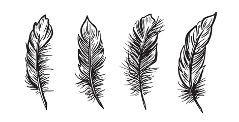 Feather Set hand drawn illustrations.
