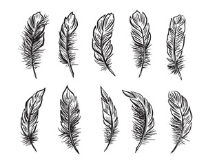 Feather Set hand drawn illustrations.
