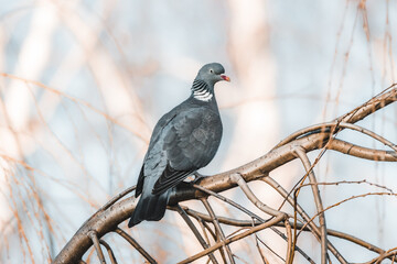 Common wood pigeon sits on a branch.  Common Wood-pigeon close-up portrait with copyspace and beautiful feathers and blue sky. Bird with the white patches of the neck.	