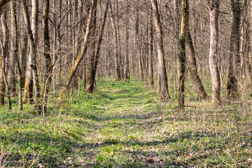 footpath in the woods
