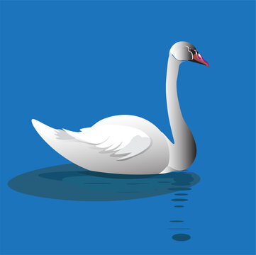 vector a swan is swimming in blue water

