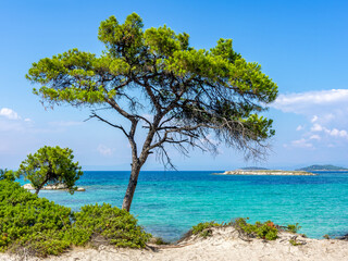 Pine tree on Karydi beach in Vourvourou, Sithonia peninsila, Chalkidiki, Greece