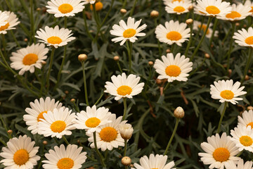 Fototapeta premium flowers