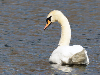 Swan in lake