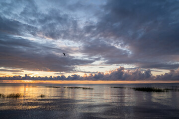 Obraz premium Calm lakeside with flying seagull at sunset in summer evening. Grassy seashore in the evening against a cloudy sunset sky.