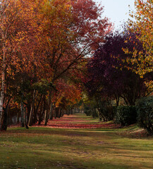 Naklejka premium Paisaje otoñal