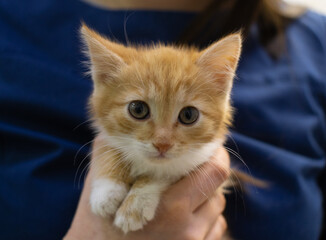 Funny striped kitten looks at the camera in the hands of a veterinarian. A kitten in a veterinary clinic is being examined and vaccinated by a doctor.