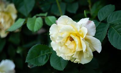 Isolated rose flower in close-up. A rose on a bush. Ornamental plants in the garden.