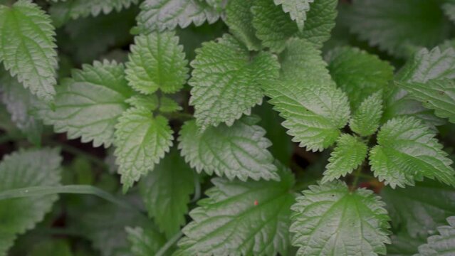 close up of nettle