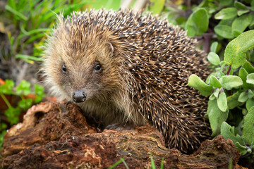 Hedgehog, close up of a wild, native, European hedgehog, Scientific name: Erinaceus europaeus foraging in a herb garden with Sage leaves. Facing front.  Horizontal. Copy space.