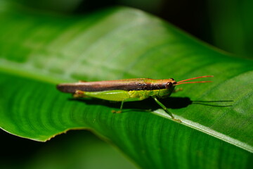 Cornops aquaticum is a semiaquatic species of grasshopper native to the Neotropics, family Acrididae. Distinct body in green below and brown color above. Amazon rainforest, Solimoes Para, Brazil.